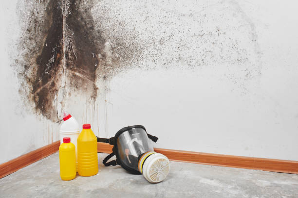Attic Mold Removal in Edinburg, IL