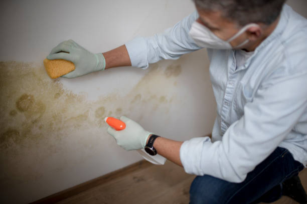 Home Mold Removal in Edinburg, IL