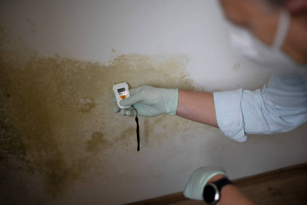  Edinburg, IL Mold Removal Pros