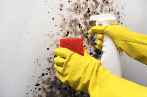 Best Commercial Mold Removal  in Edinburg, IL