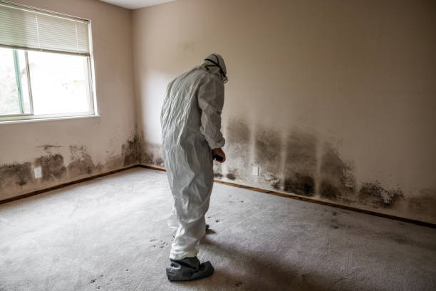 Best Attic Mold Removal  in Edinburg, IL