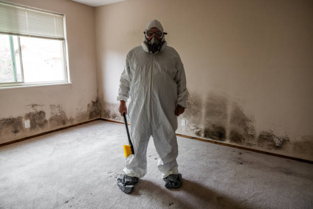 Best Best Mold Removal Companies  in Edinburg, IL