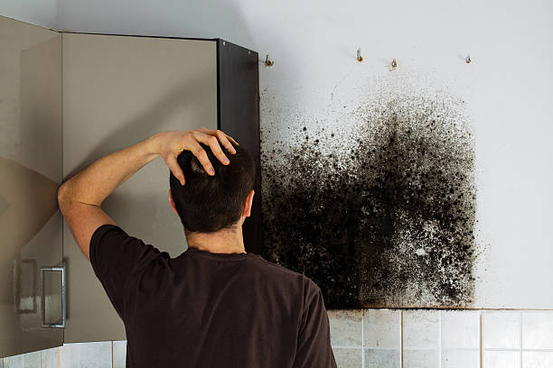 Best Professional Mold Removal  in Edinburg, IL