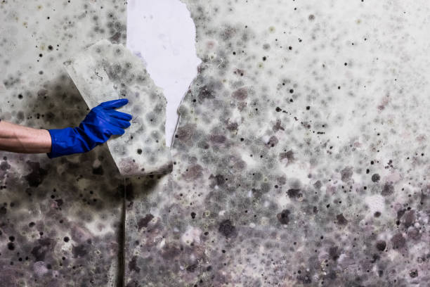 Best Mold Damage Repair  in Edinburg, IL